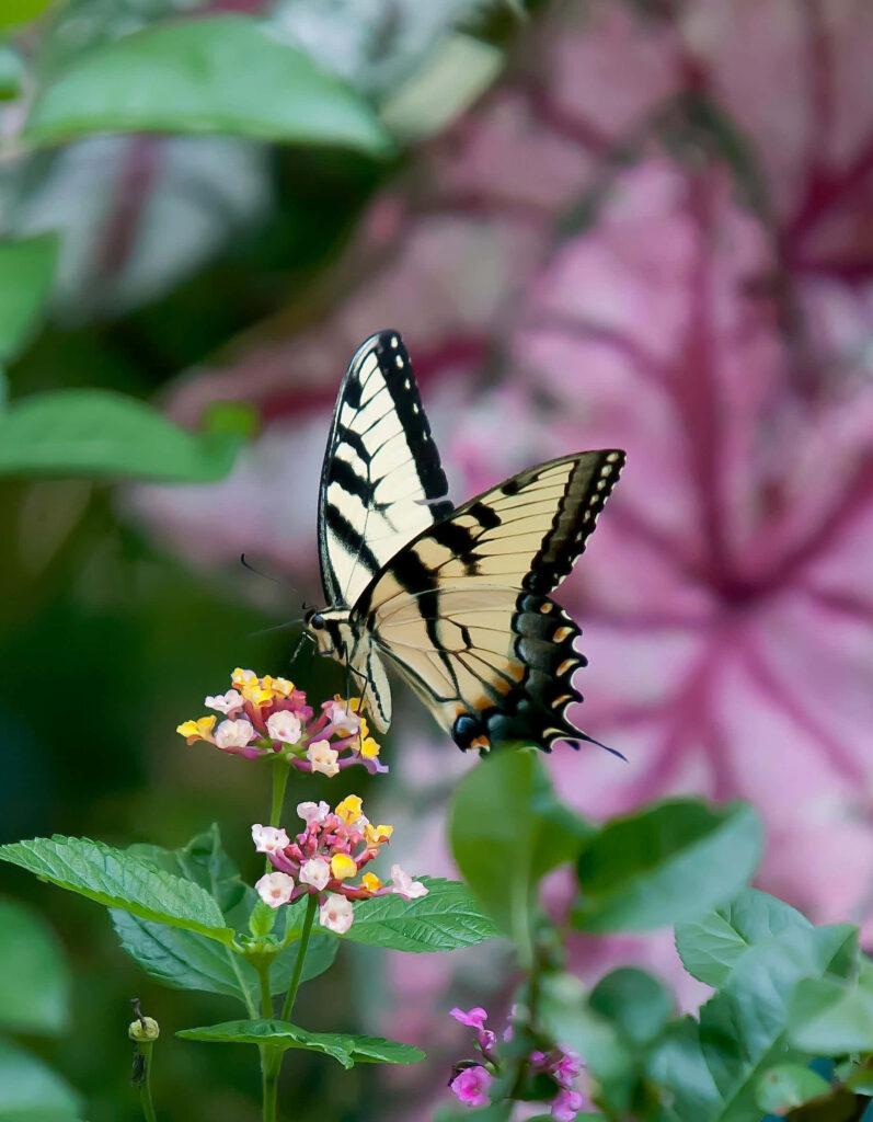 Stunning Swallowtail Butterfly Wallpaper with Colorful Floral Background