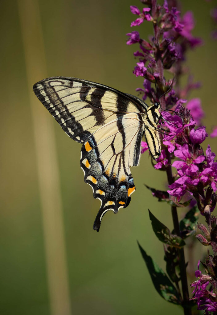 Beautiful Swallowtail Butterfly Wallpaper on Purple Flowers