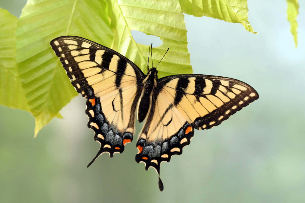 Vibrant Swallowtail Butterfly on Green Leaf Wallpaper Background
