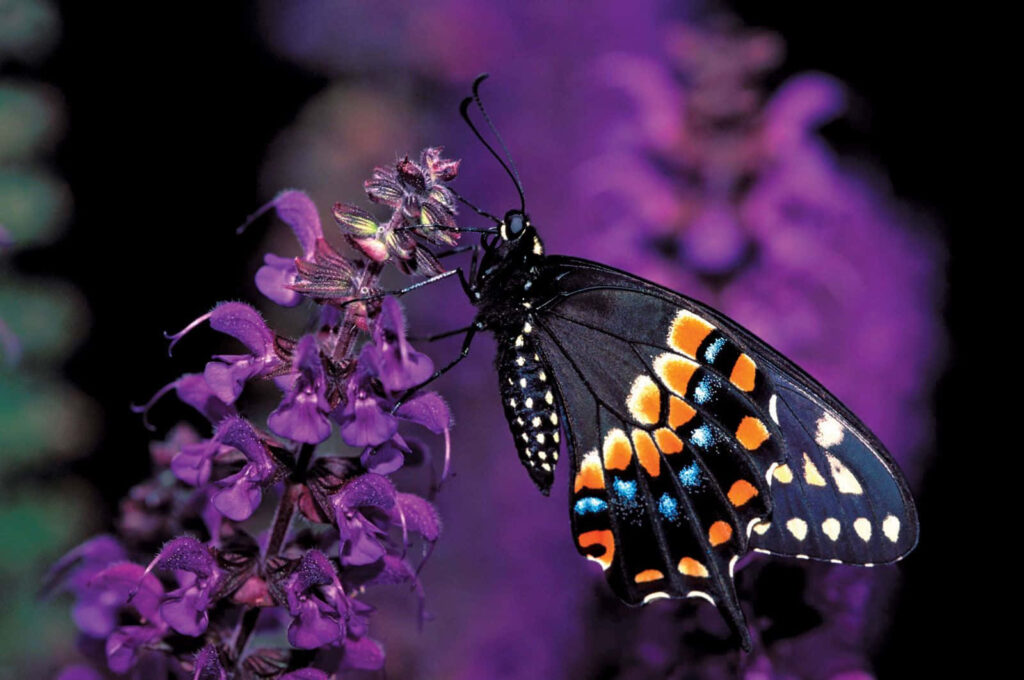 Vibrant Swallowtail Butterfly Wallpaper on Dark Purple Floral Background
