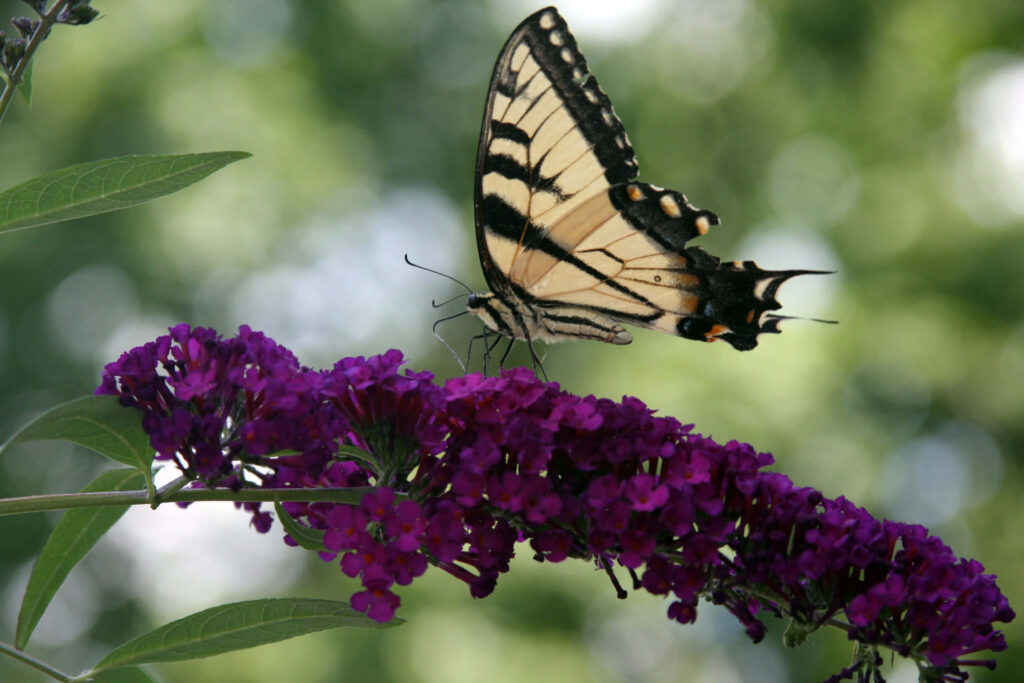 Stunning Swallowtail Butterfly on Vibrant Purple Flowers Wallpaper