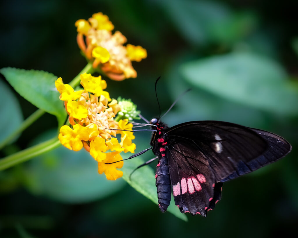 Stunning Macro Photo of Swallowtail Butterfly on Yellow Flower Wallpaper