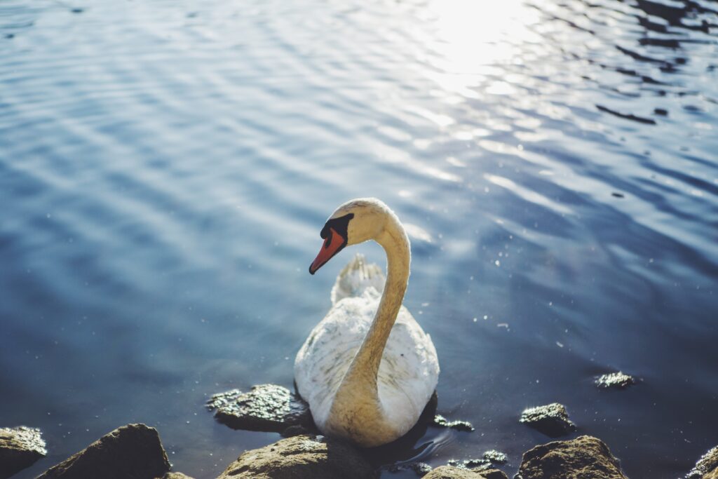 Serene Swan Wallpaper: Tranquil Waters & Sunlit Elegance