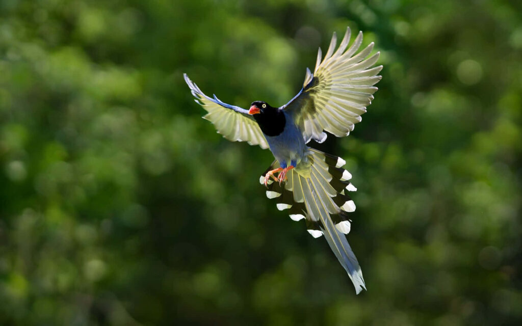 Stunning Taiwan Blue Magpie in Flight Against Lush Green Background Wallpaper