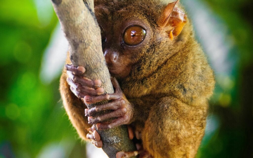 Discover This Stunning Tarsier Wallpaper: 2560x1600 Primate Beauty
