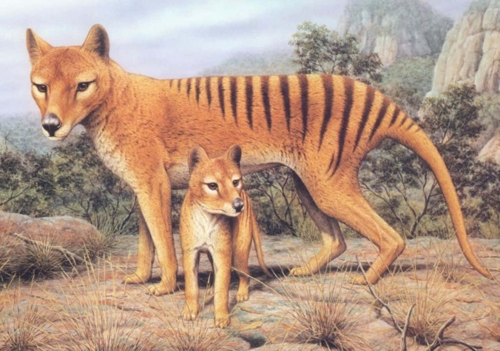 Stunning Tasmanian Tiger Illustration Wallpaper with Joey in Nature