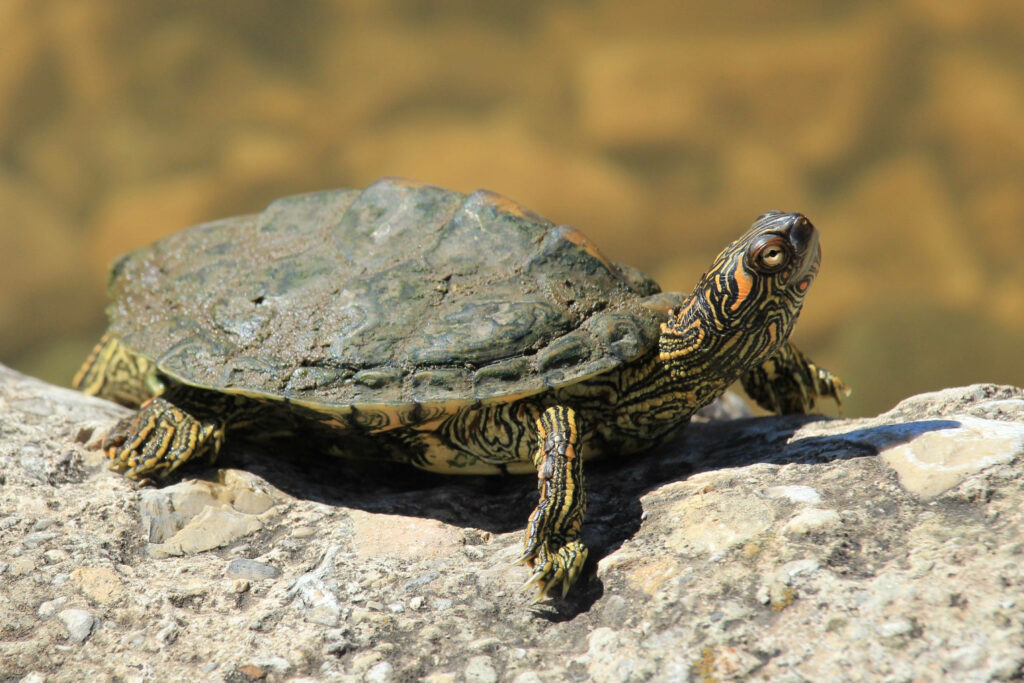 Texas Map Turtle Basking: Intricate Shell Patterns in Sunlit Setting Wallpaper