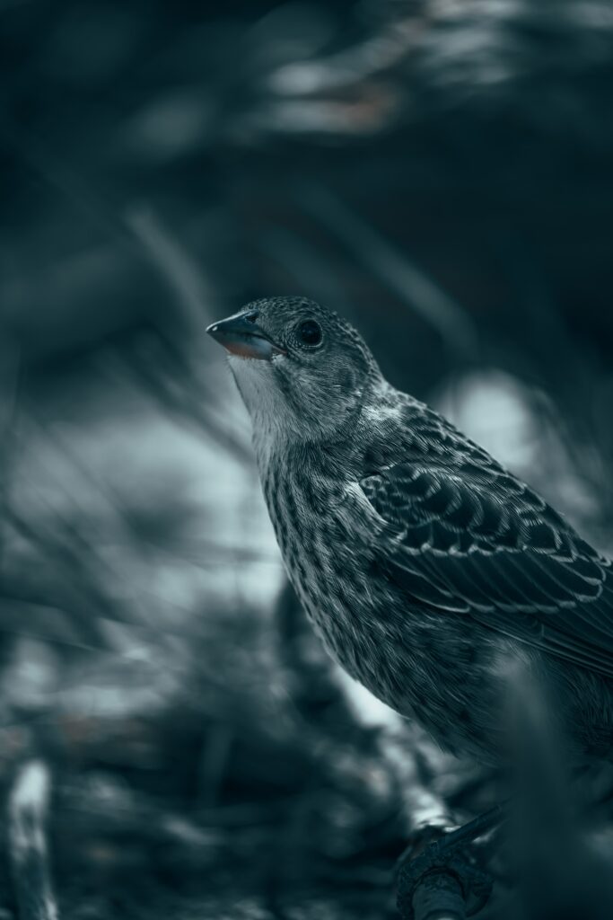 Stunning Thrush Wallpaper: Captivating Bird in Serene Setting