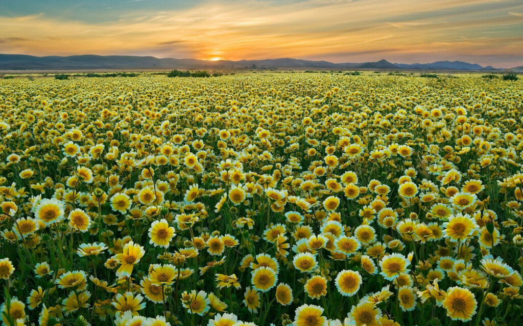 Stunning Tidy Tips Field Wallpaper: Bright Yellow Flowers at Sunset