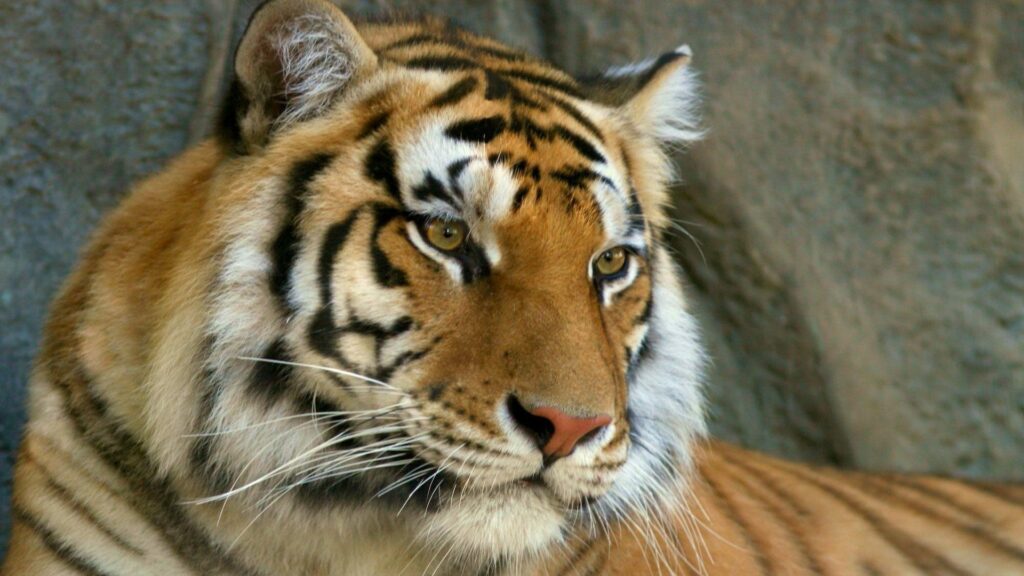 Close-Up Tiger Wallpaper: Intense Eyes & Striking Striped Pattern