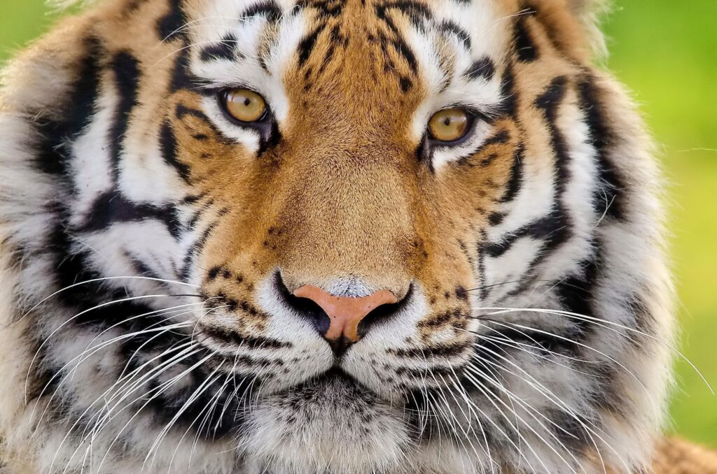 Stunning Tiger Face Close-Up Wallpaper: Striking Eyes & Striped Fur