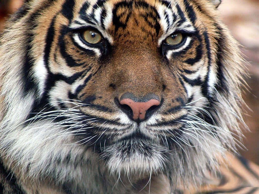 Stunning Tiger Face Wallpaper: Intense Gaze & Intricate Fur Patterns
