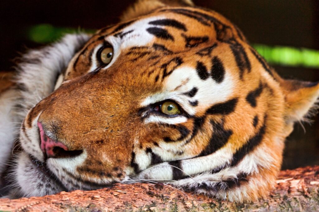 Close-Up Tiger Wallpaper: Majestic Predator's Intense Gaze