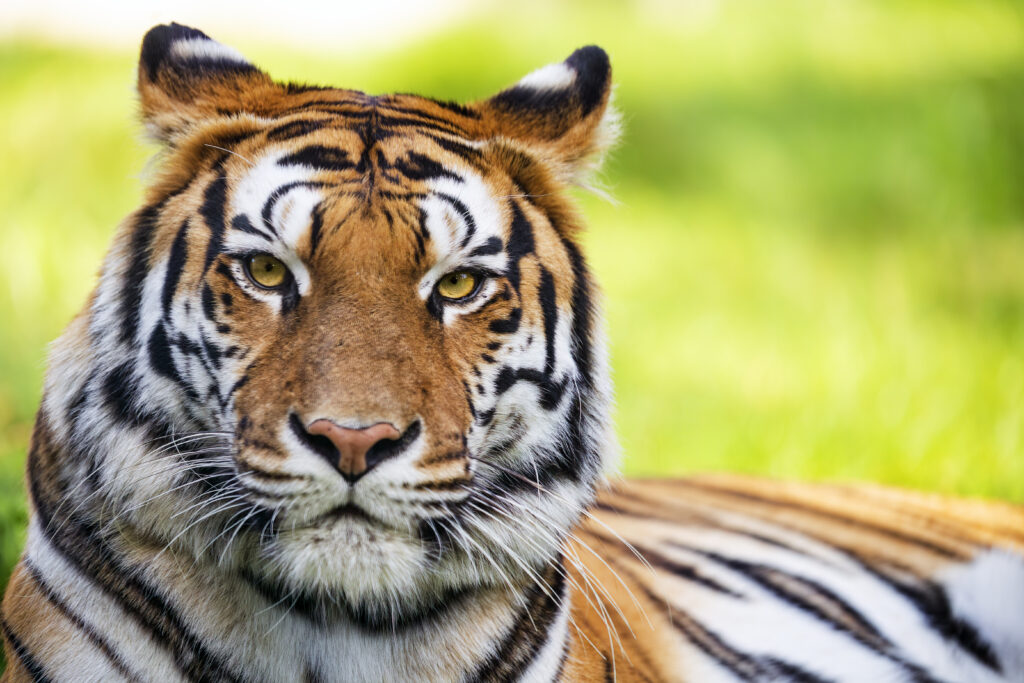 Close-Up Tiger Head Wallpaper with Striking Stripes & Green Background