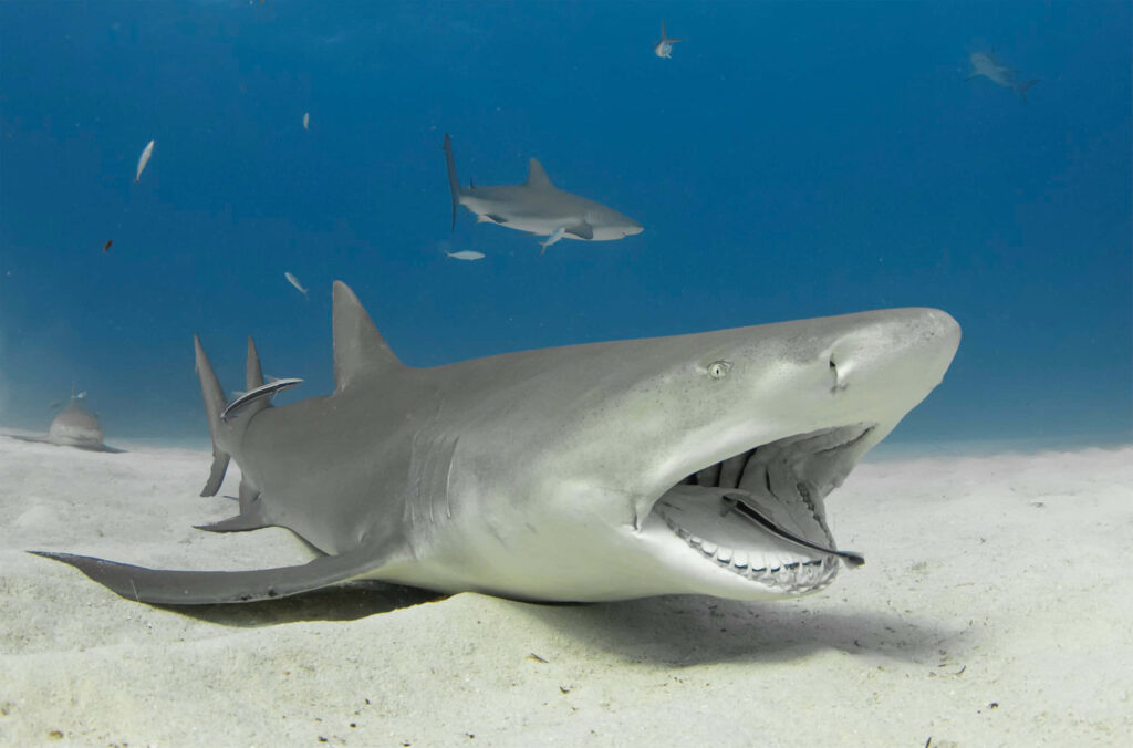 Majestic Tiger Shark in Serene Sandy Ocean Background Wallpaper