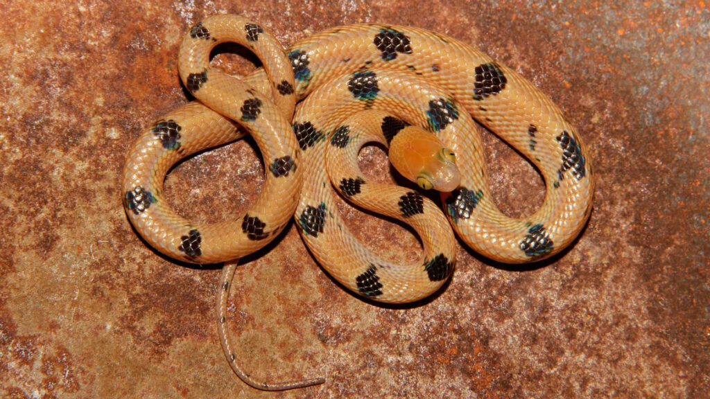 Stunning Tiger Snake Coiled on Textured Rock: Nature's Art Wallpaper