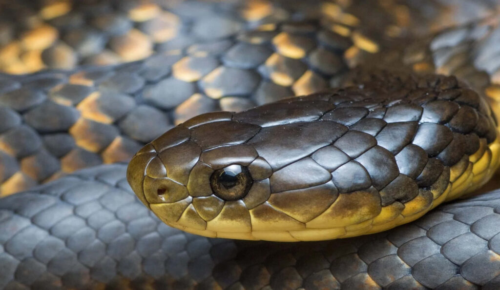Close-Up Tiger Snake Scales: Intricate Glossy Texture Wallpaper