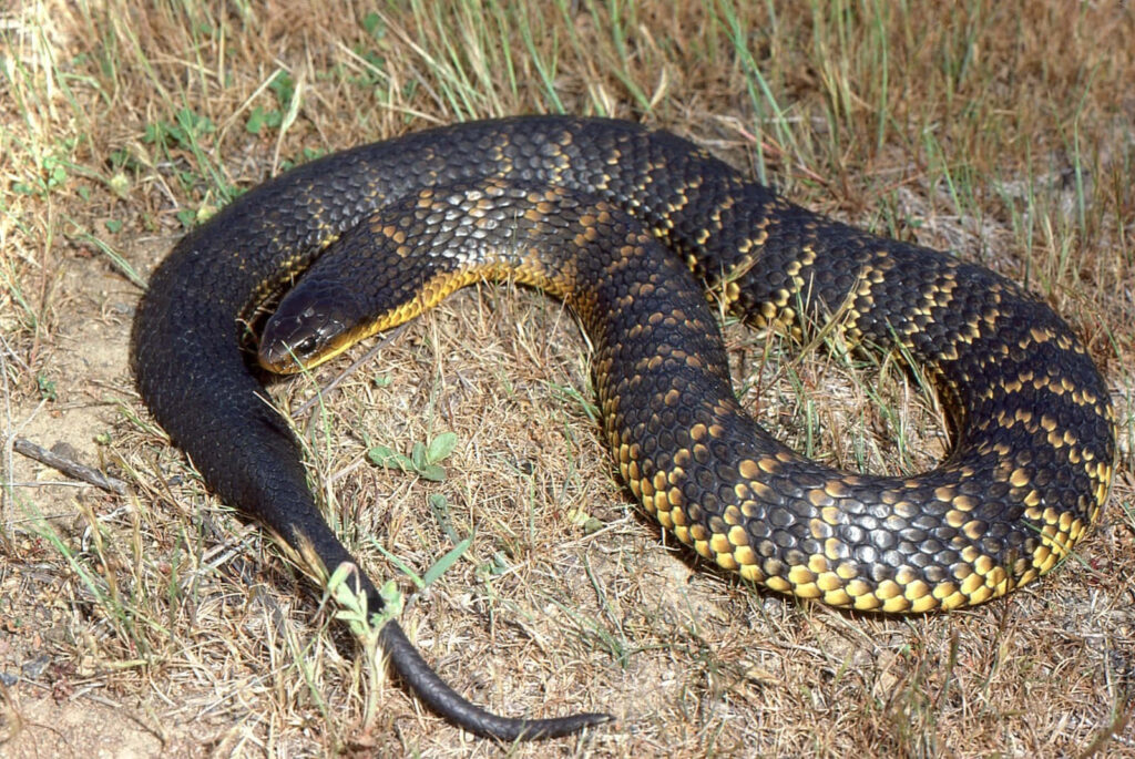 Tiger Snake Wallpaper: Natural Habitat with Banded Pattern and Texture