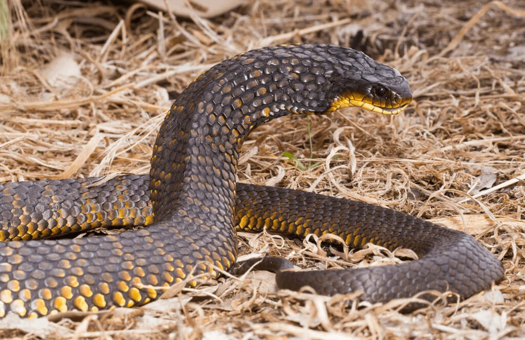 Tiger Snake Wallpaper: Elegant Coiling in Natural Habitat