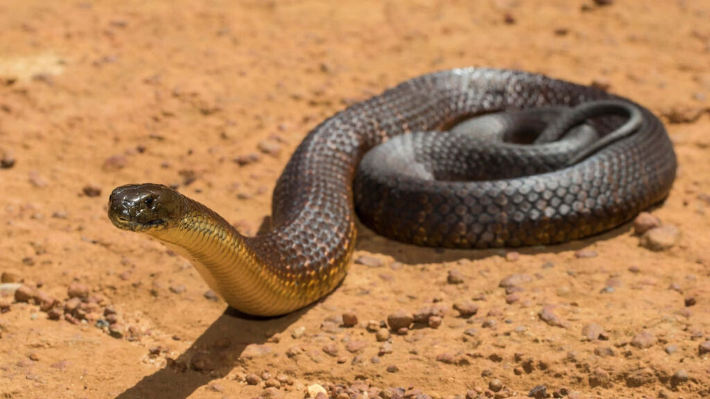 Tiger Snake in Natural Habitat: Striking Banded Pattern Wallpaper