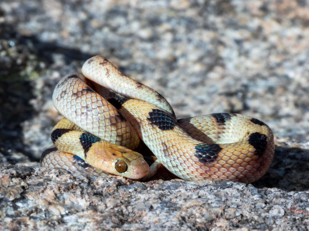 Elegant Tiger Snake on Textured Rock - Nature's Striking Contrast Wallpaper