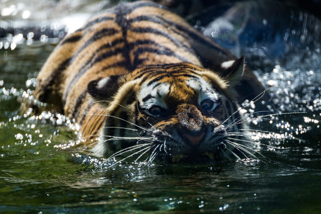 Vivid Tiger Wallpaper: Apex Predator in Water with Sharp Teeth