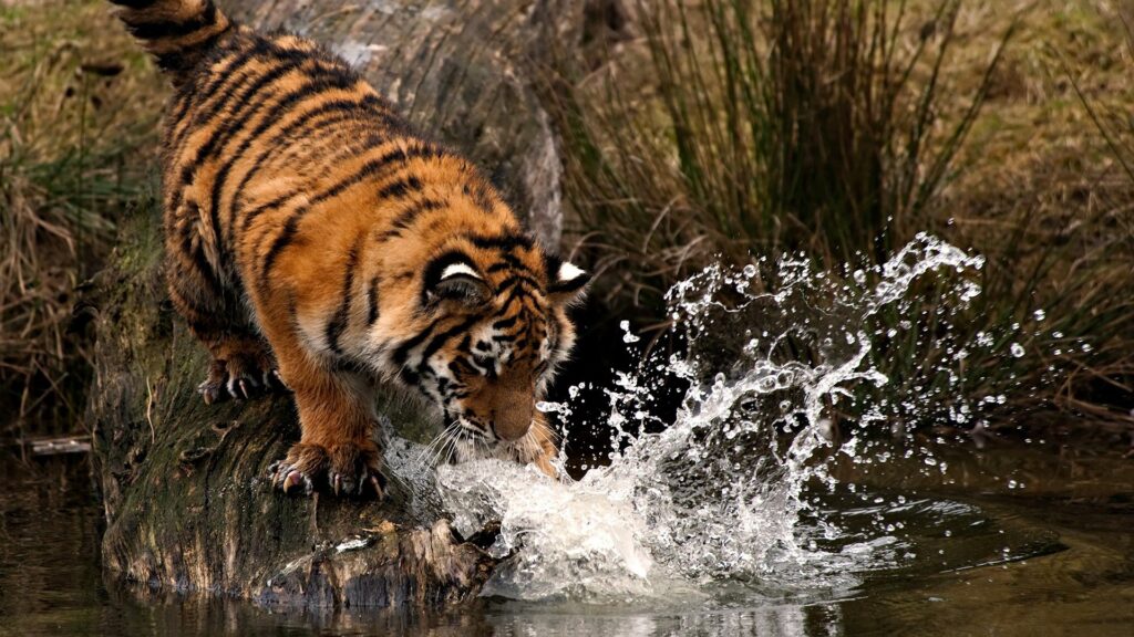 Dynamic Tiger Wallpaper: Majestic Prowess & Nature's Beauty