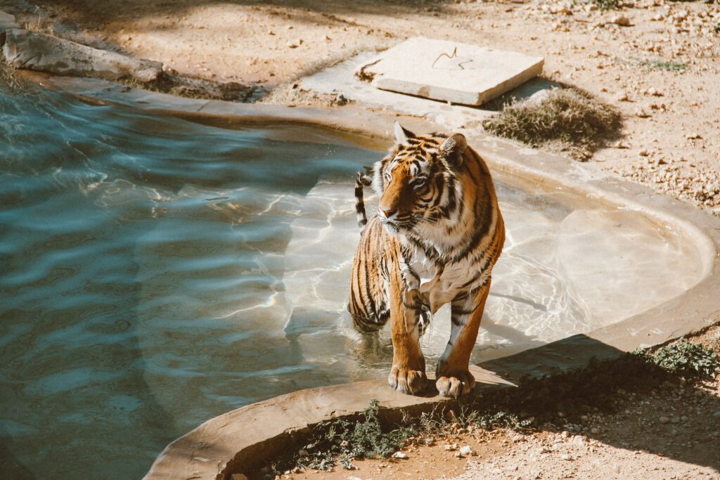 Stunning Tiger by Pool: High-Res Wallpaper Capturing Nature's Beauty