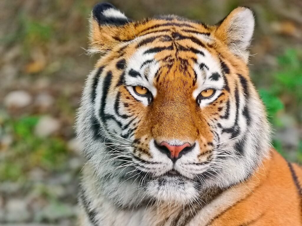 Close-Up Tiger Wallpaper: Fierce Eyes & Majestic Strength Background