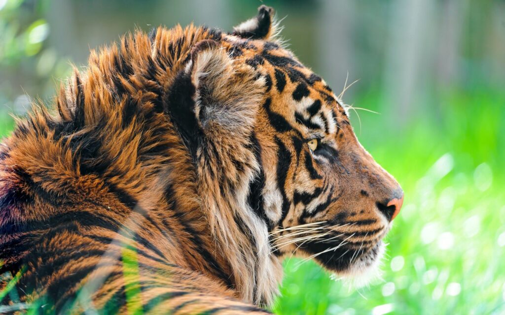 Majestic Tiger Wallpaper: Intense Gaze & Vibrant Green Background