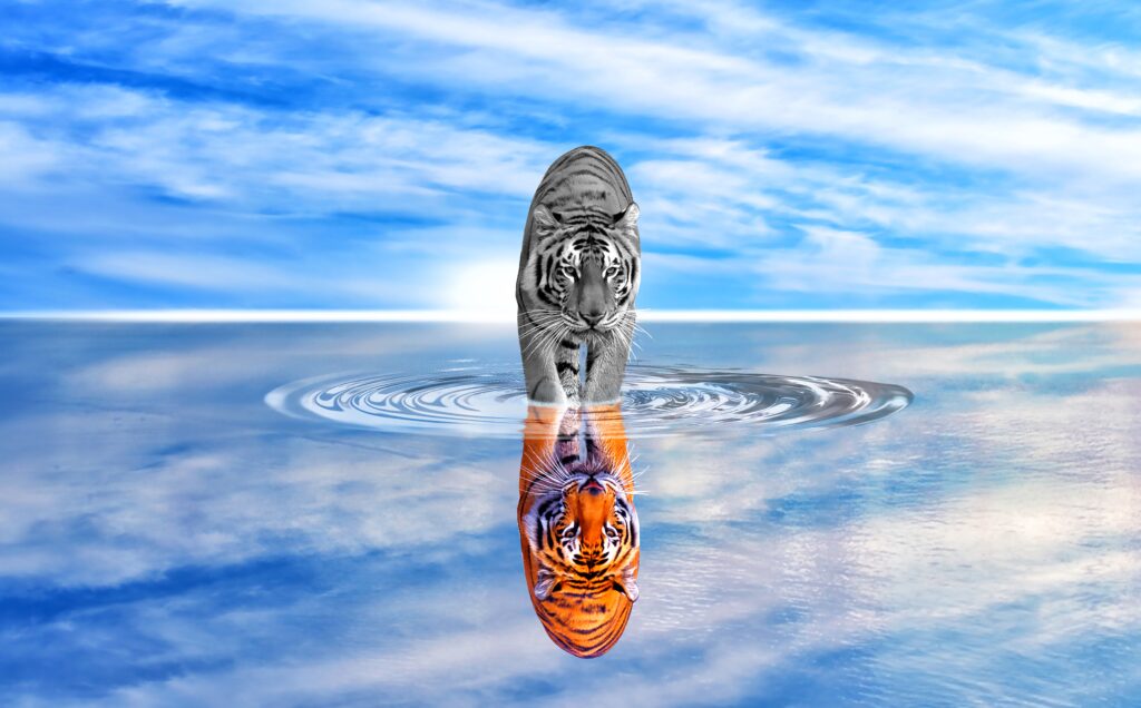 Stunning Tiger Reflection Wallpaper: Bold Colors & Mirror Effect