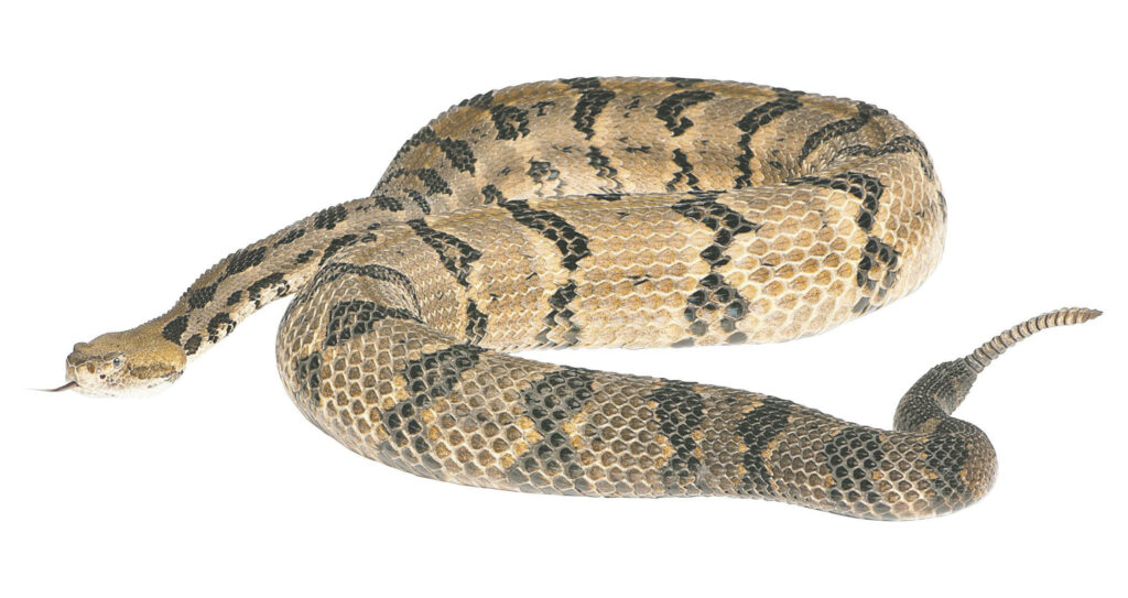 Timber Rattler Snake Wallpaper: Intricate Patterns on White Background