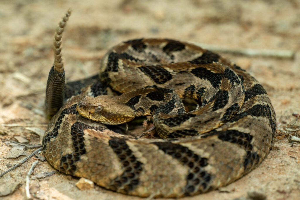 Timber Rattler Snake Wallpaper: Nature's Camouflage on Limestone