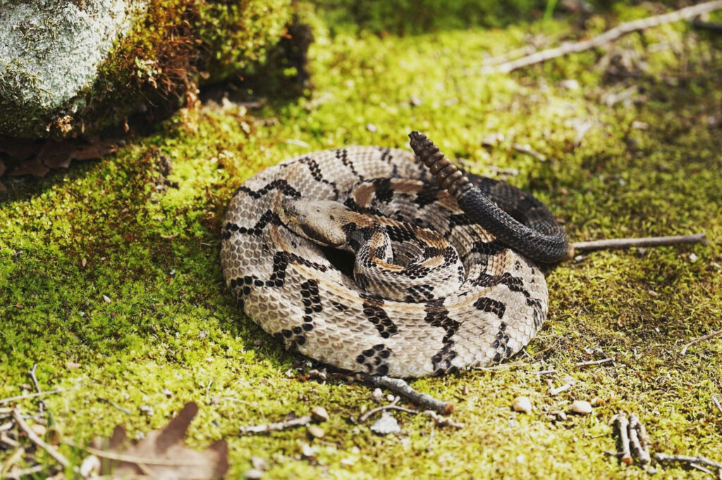 Timber Rattler Wallpaper: Snake on Vibrant Mossy Ground