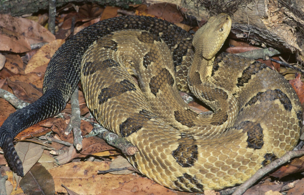 Timber Rattler Wallpaper: Striking Snake on Leafy Background