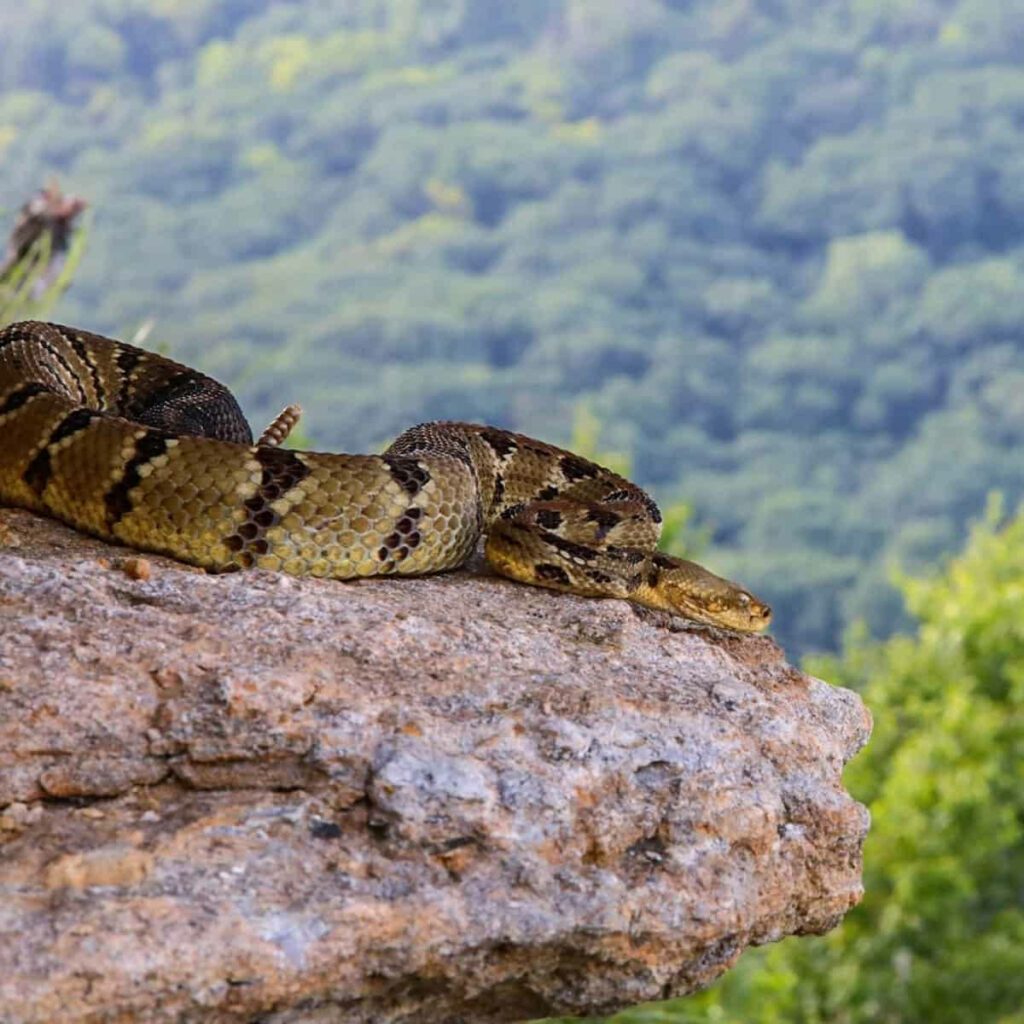 Stunning Timber Rattler Wallpaper: Nature Meets Adventure