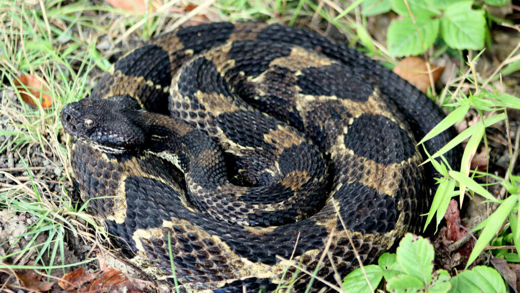 Stunning Timber Rattler Snake Wallpaper in Natural Habitat