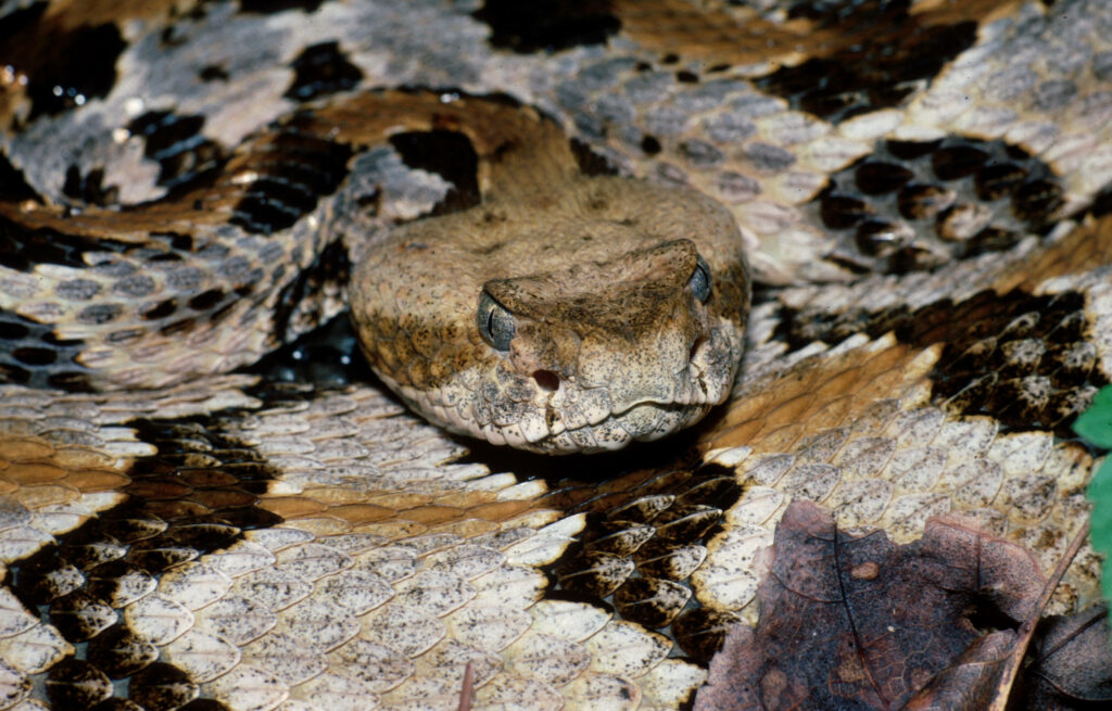 Intricate Timber Rattlesnake Wallpaper: Close-Up of Nature's Camouflage
