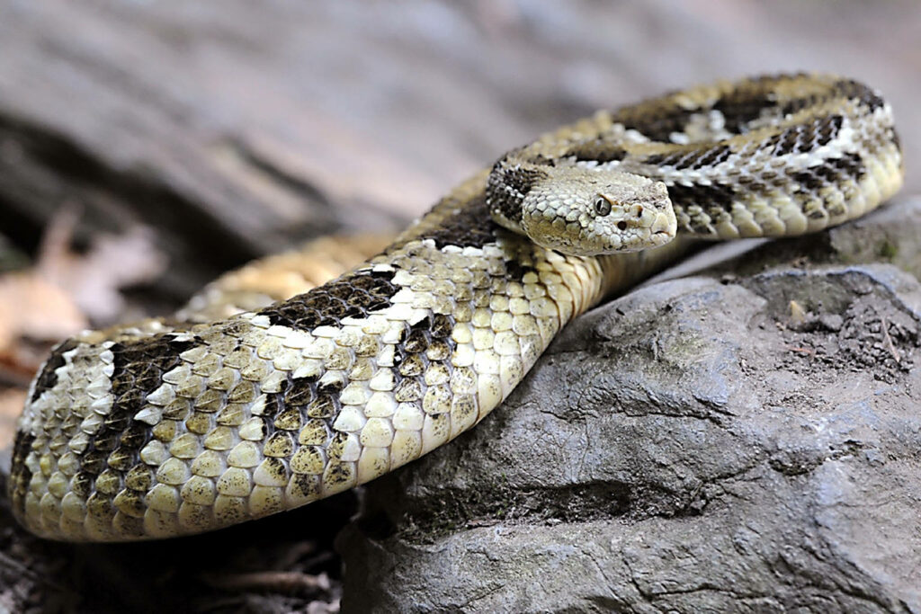 Stunning Timber Rattlesnake Wallpaper - Golden & Black Patterns
