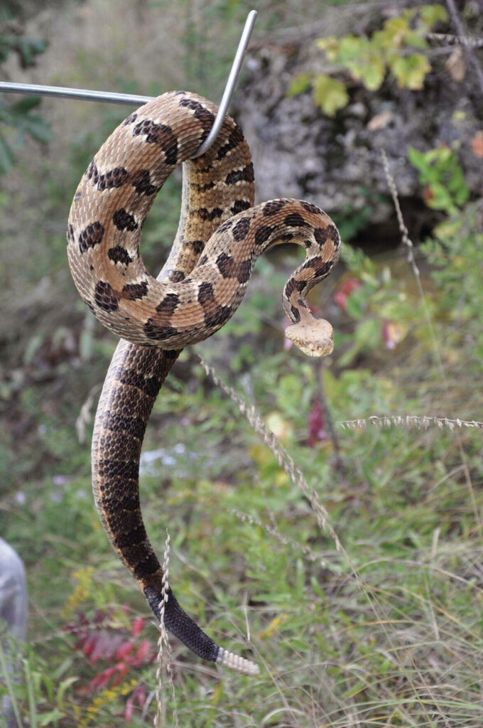 Mid-Air Timber Rattlesnake Wallpaper: Intricate Scales & Greenery