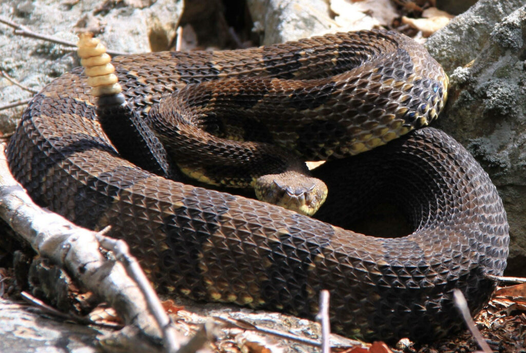 Timber Rattlesnake Wallpaper: Striking Yellow-Tipped Tail & Texture