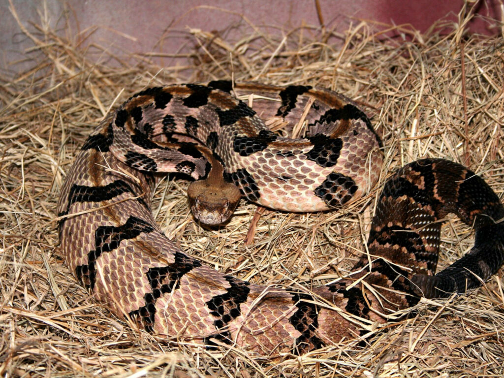 Timber Rattlesnake Wallpaper: Striking Scales on Dried Grass Background