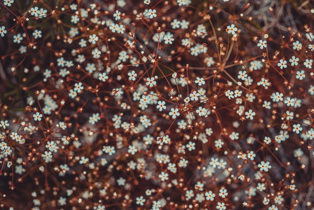 Delicate White Flowers Against Earthy Branches - Captivating Wallpaper