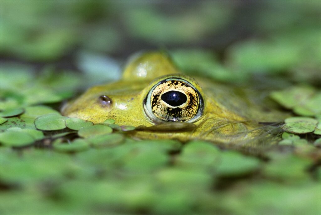 Captivating Toad Close-Up in Water Surrounded by Duckweed Wallpaper