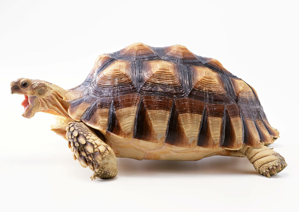 Vibrant Tortoise Wallpaper: Intricate Shell Patterns on Soft Background