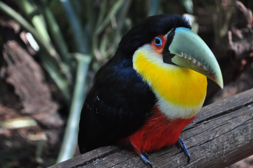 Vibrant Toucan Wallpaper: Colorful Plumage on Natural Background