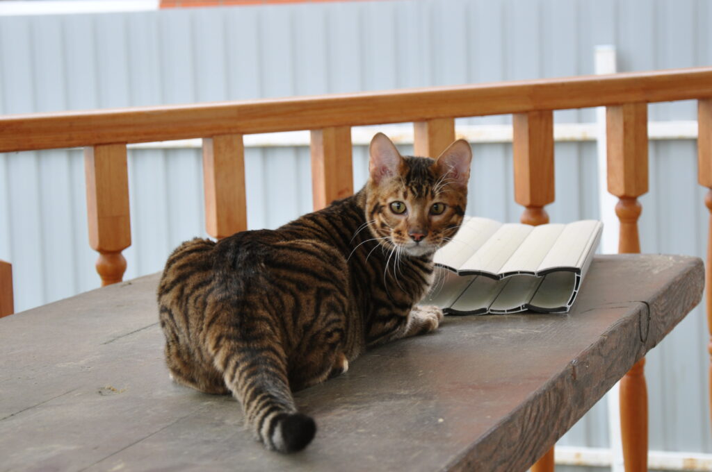 Vibrant Toyger Cat with Stripes & Spots Lounges on Wooden Table Wallpaper