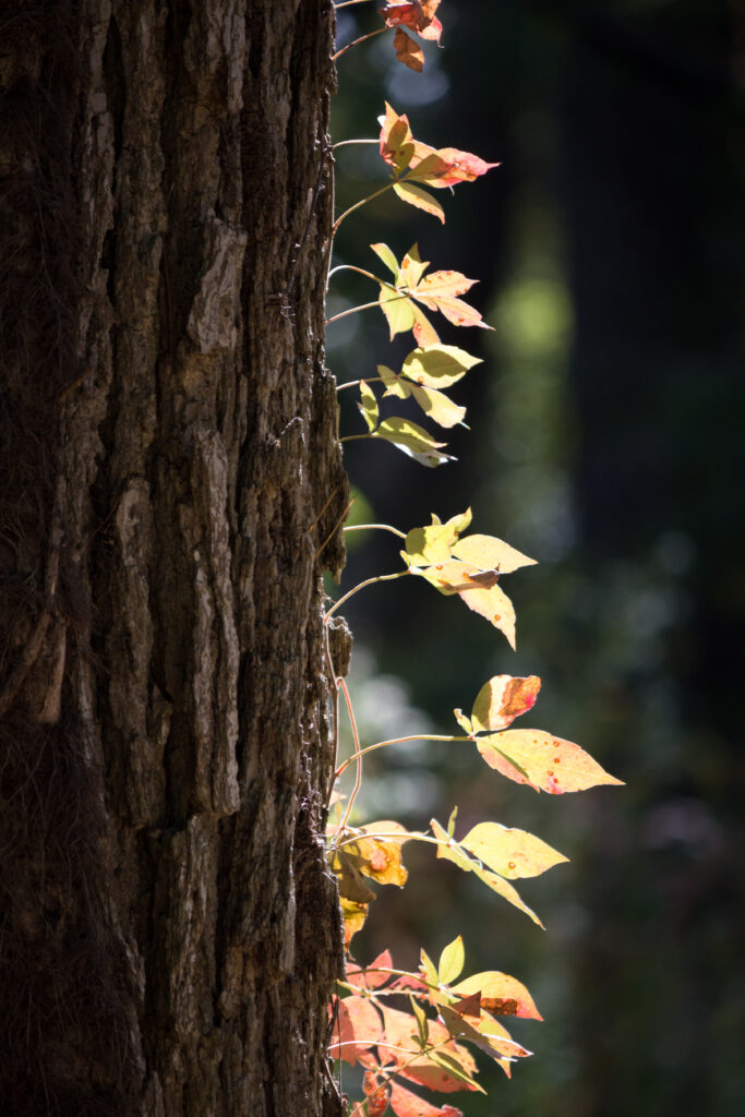 Macro Tree Trunk Wallpaper: Textured Bark & Glowing Leaves