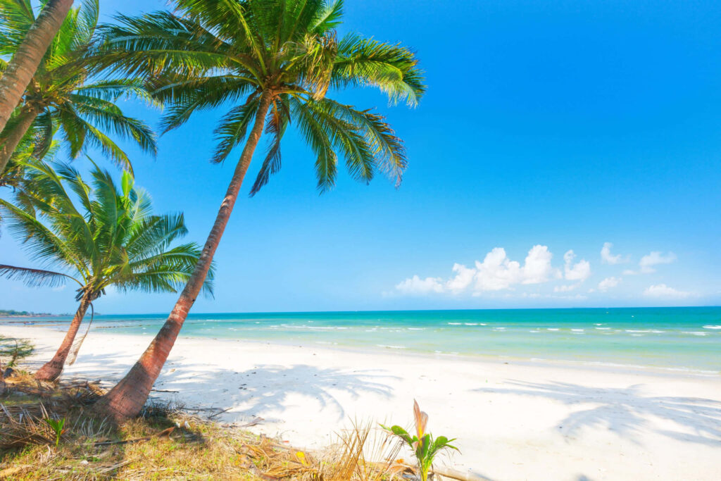 Tropical Beach Wallpaper: Serene Scene with Palm Trees & Turquoise Ocean