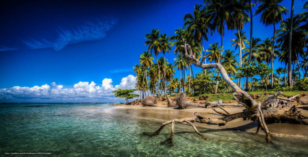 Tropical Beach Wallpaper: Serenity with Turquoise Waters & Palms